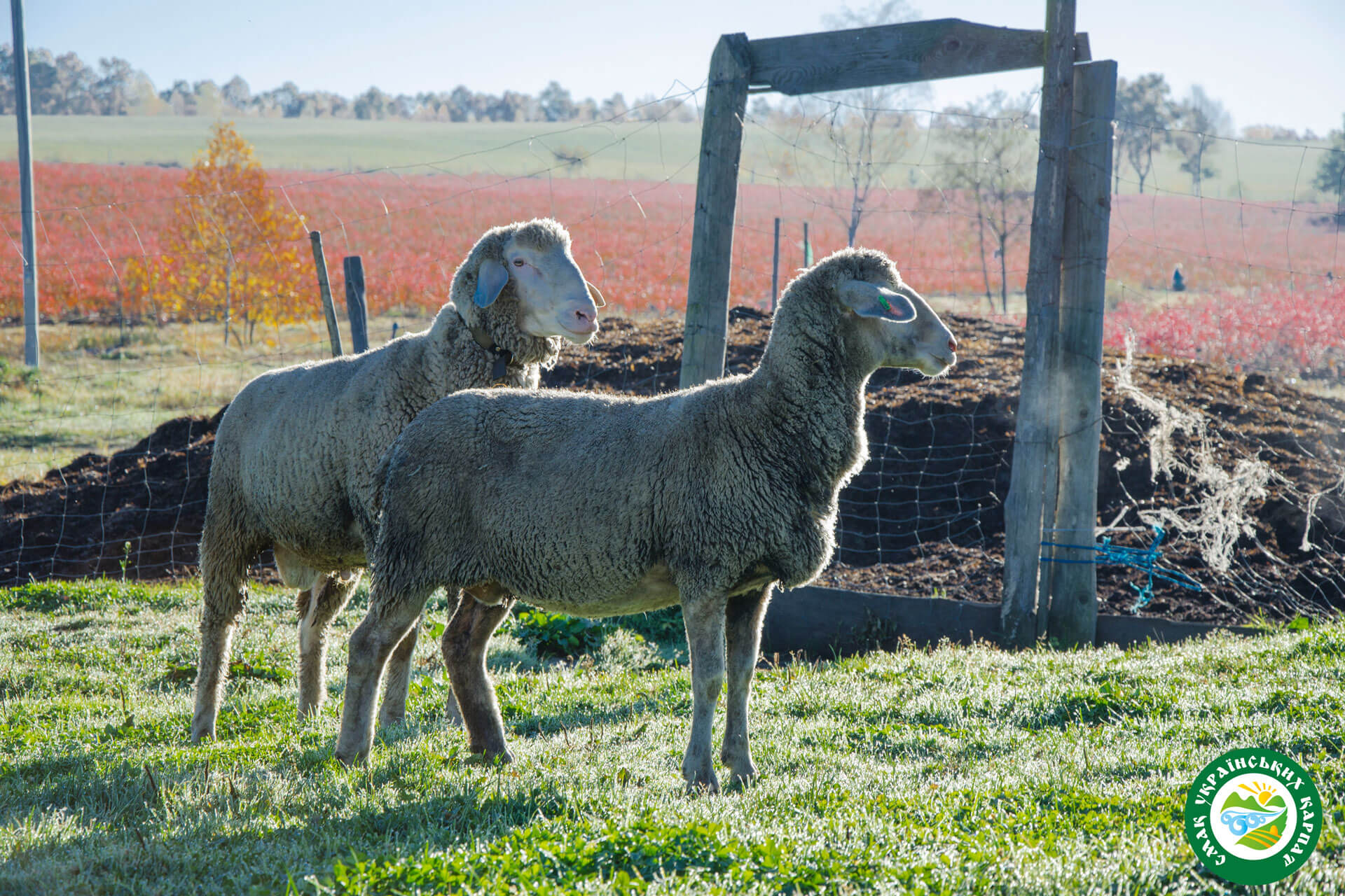 Вівці мериноси | Еко Карпати