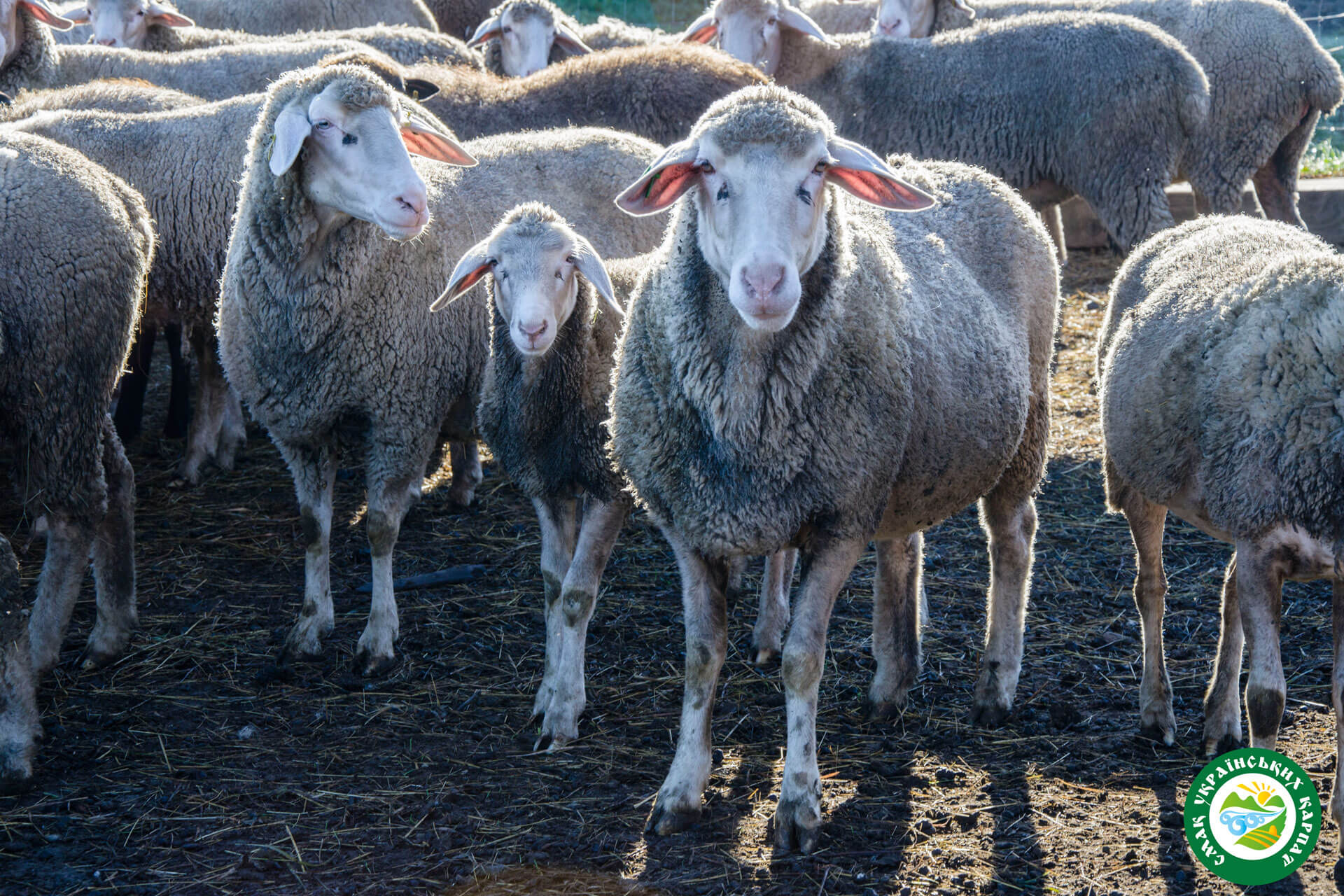 Вівці та ягната німецькі мериноси | Еко Карпати
