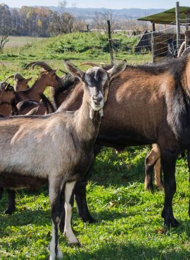 Кози альпійської породи | Еко Карпати