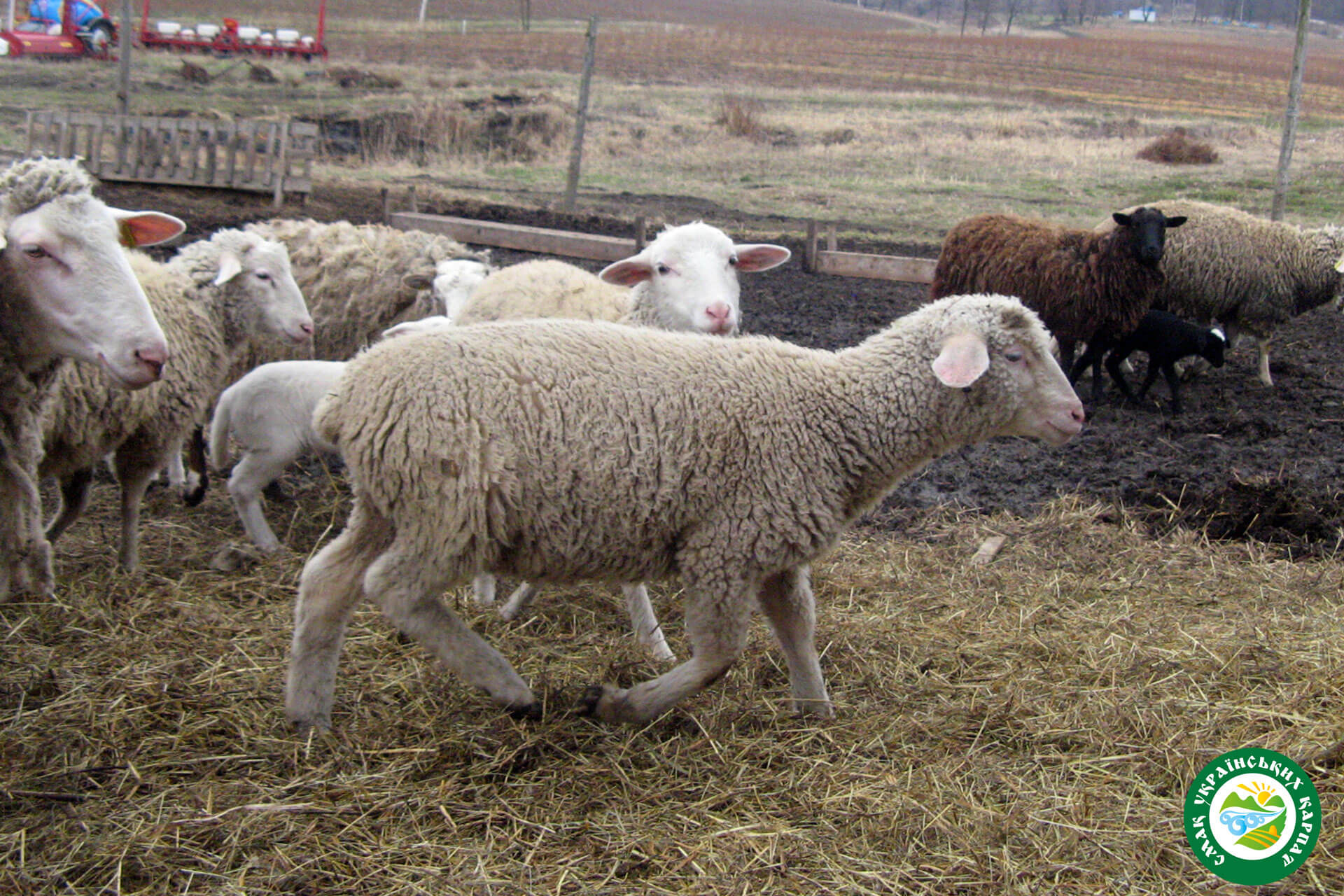 Вівці та ягната мериноси | Еко Карпати